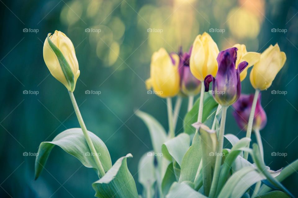 Yellow and Purple colored Tulips with green leaves and colorful bokeh background in nature