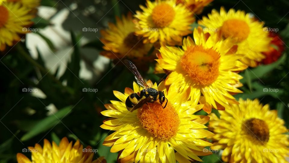 wasp on yellow flower 5