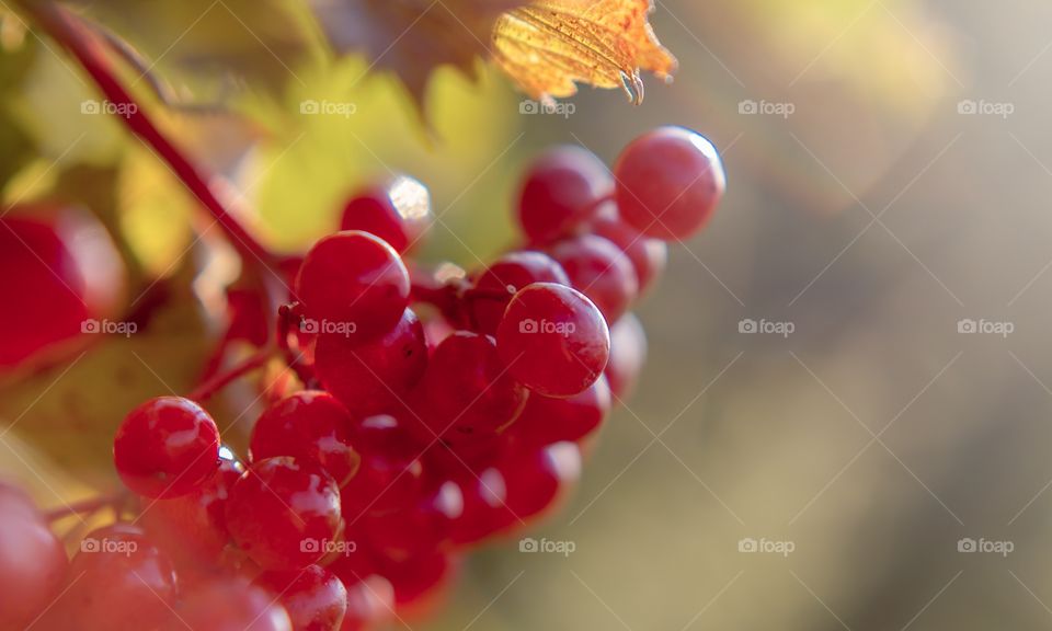 Autumn wild berries 