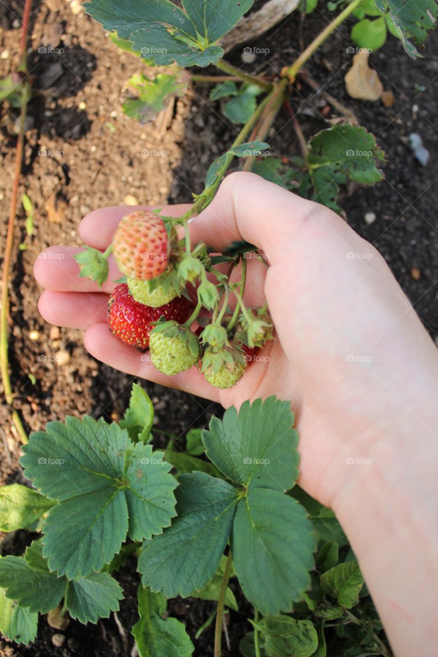 Nature, Leaf, Food, Agriculture, Maturation