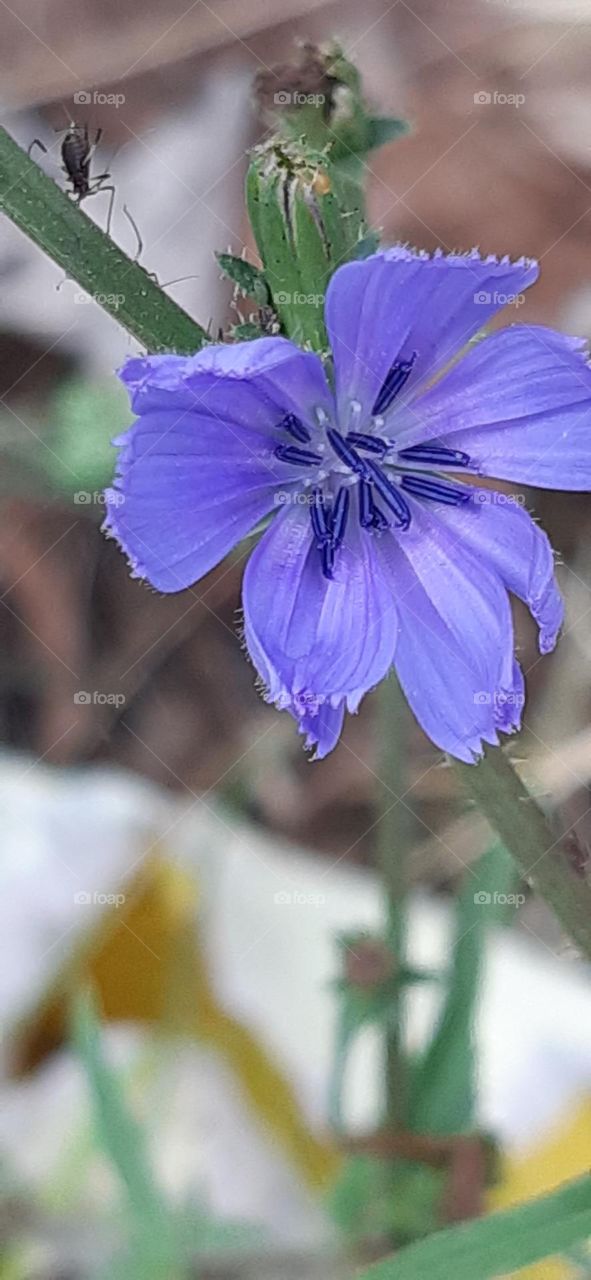 chicory