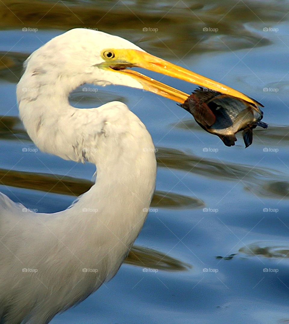 Great Egret with a Fish