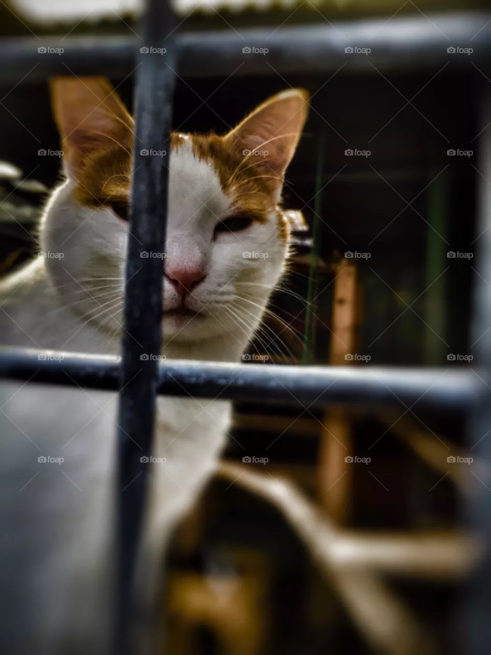 Cats 