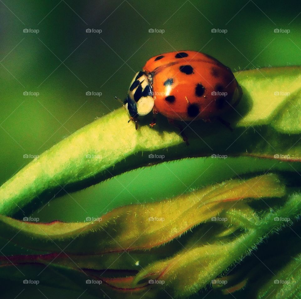 Lonely Ladybug