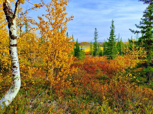 Autumn, yellow, leaves, birches, beauty, autumn time, autumn mood, golden autumn, freshness, silence, north, Arctic.