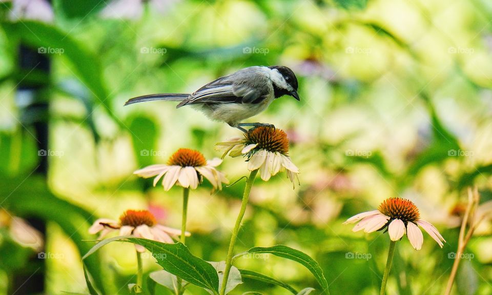 My yard today Chickadee feasting on echinacea 