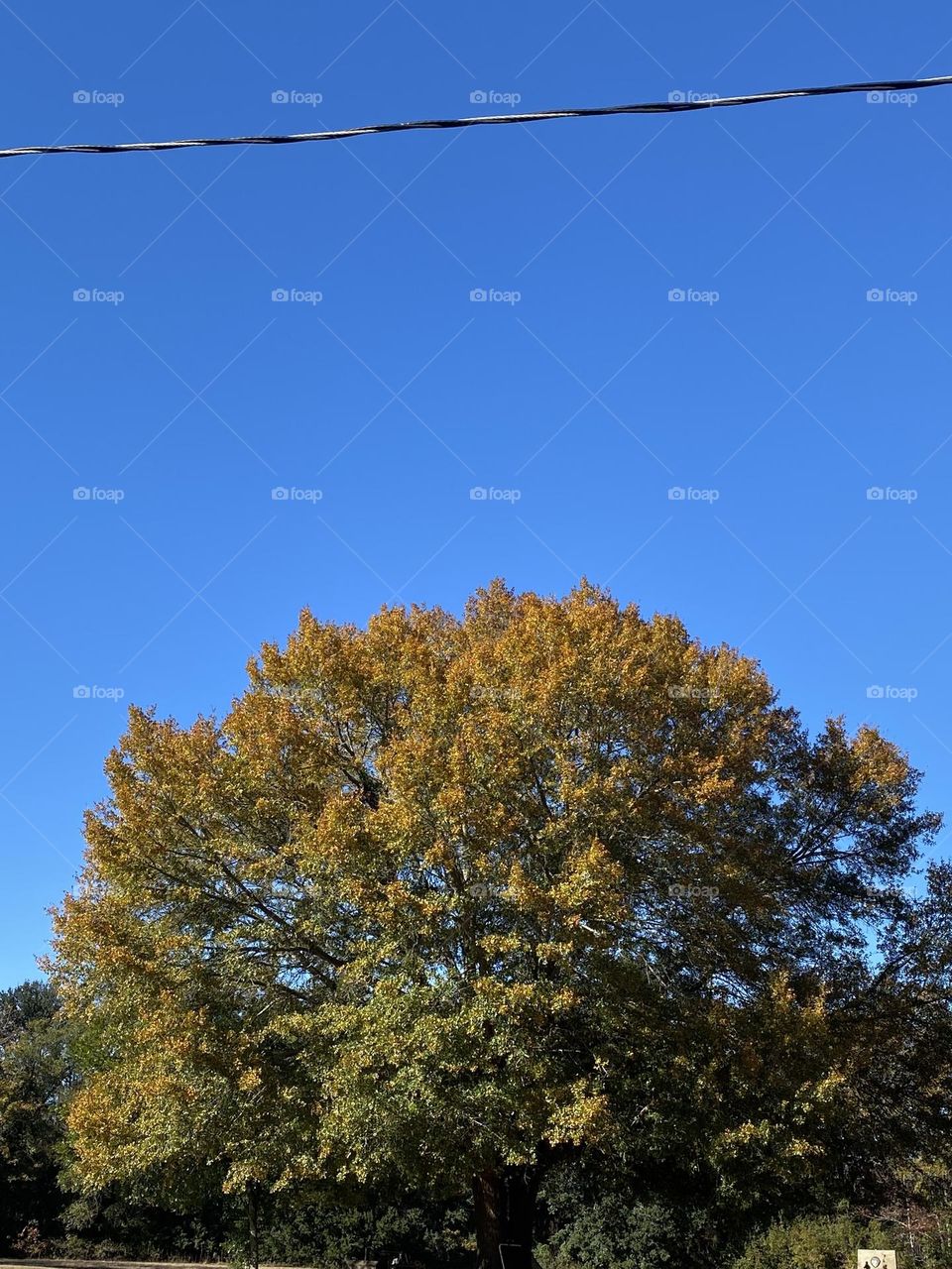 My big beautiful tree is changing leaves 