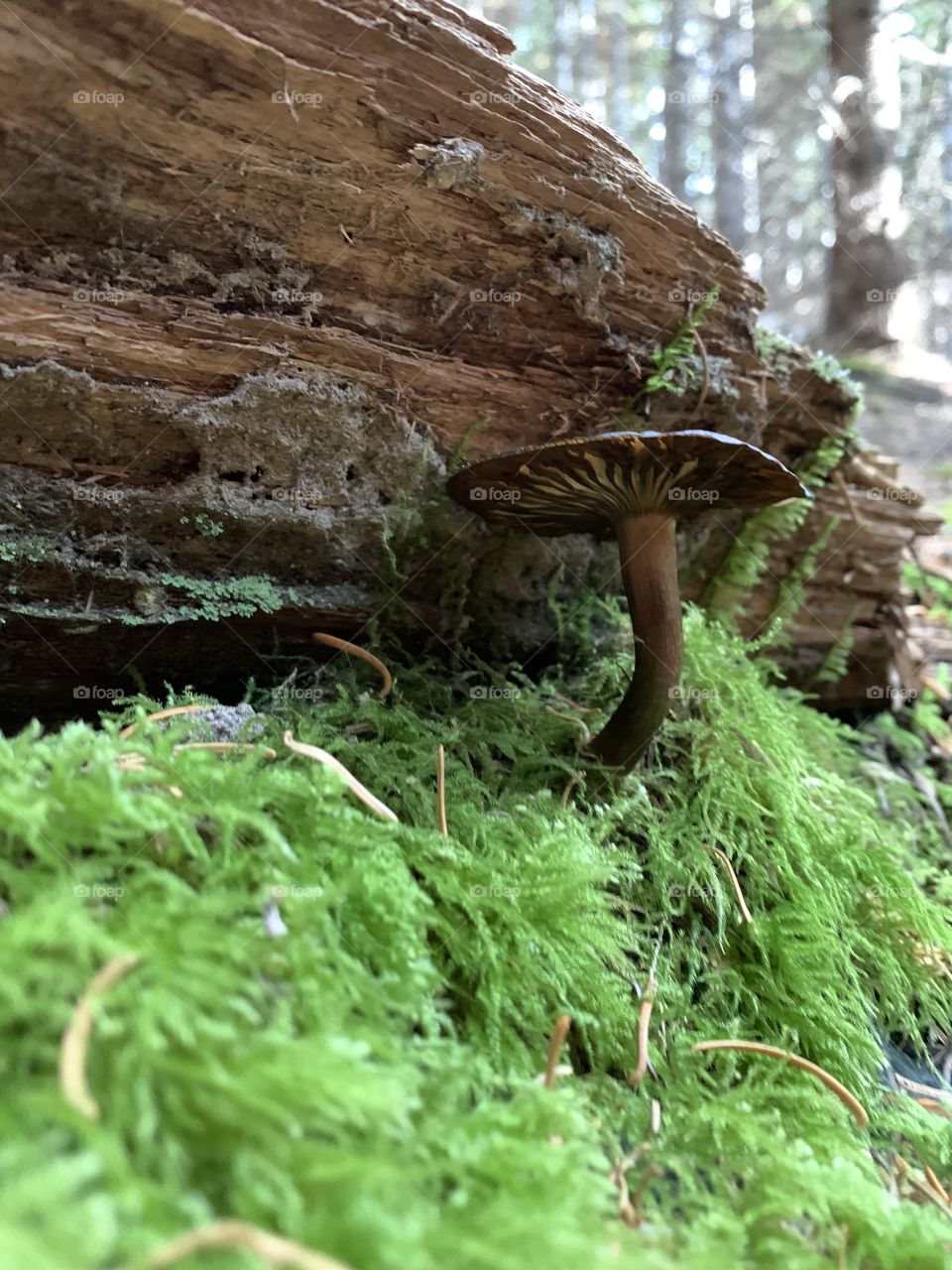 Mossy mushroom 