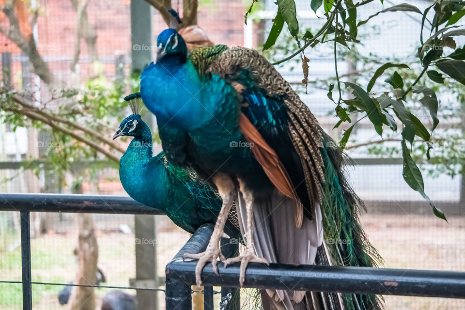 peacock