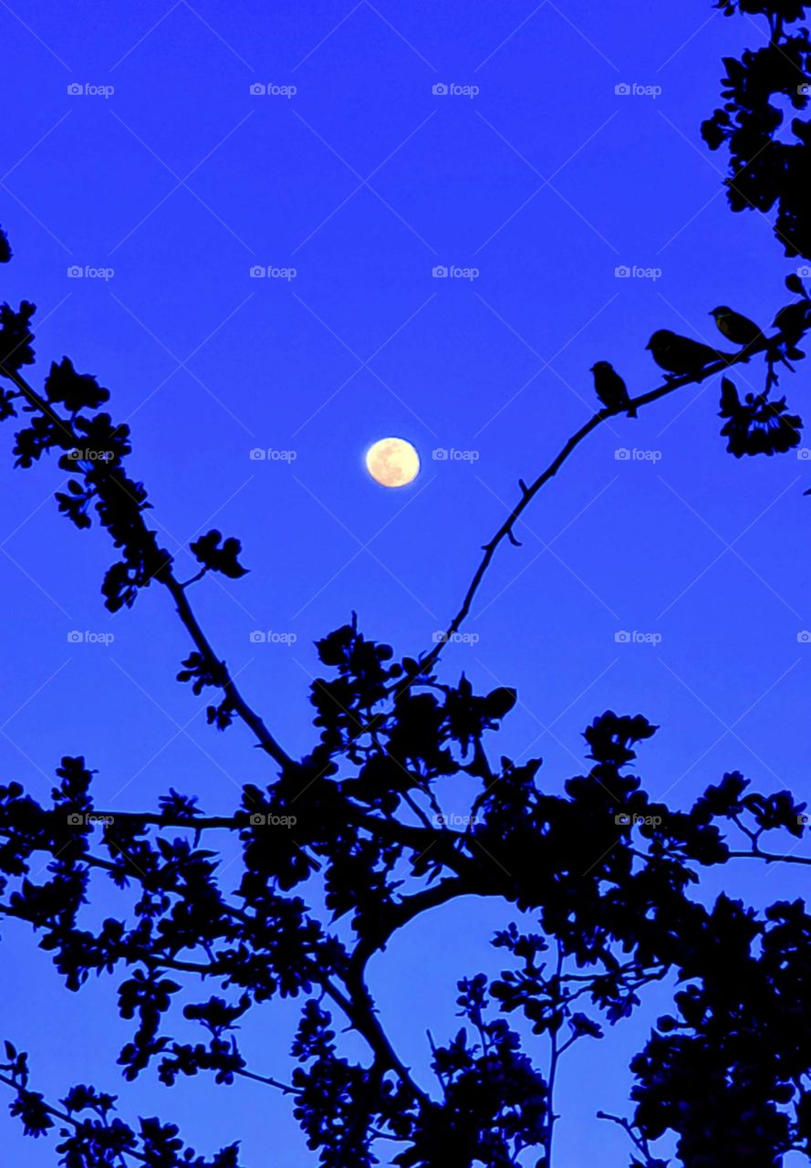 Blue Sky, Orange moon, Black birds