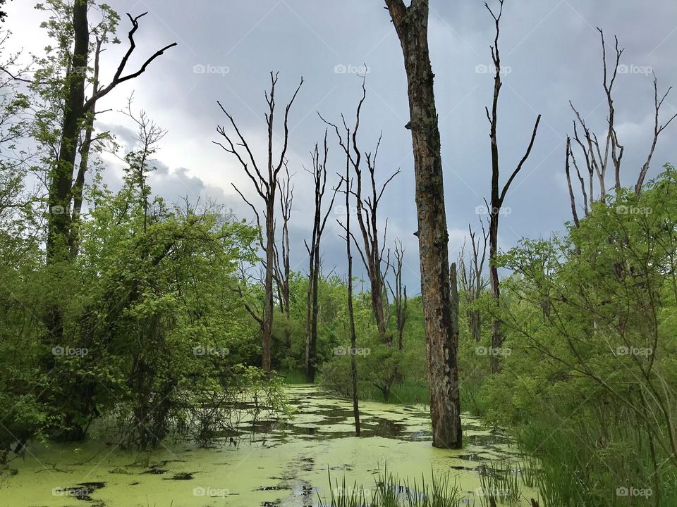 Swamp