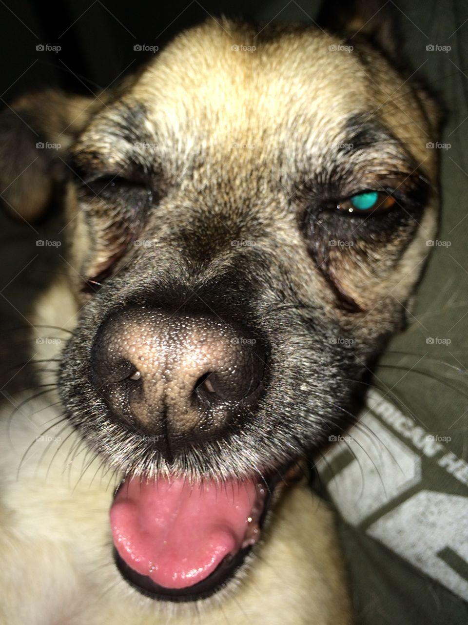 Wink.. Dog is human.