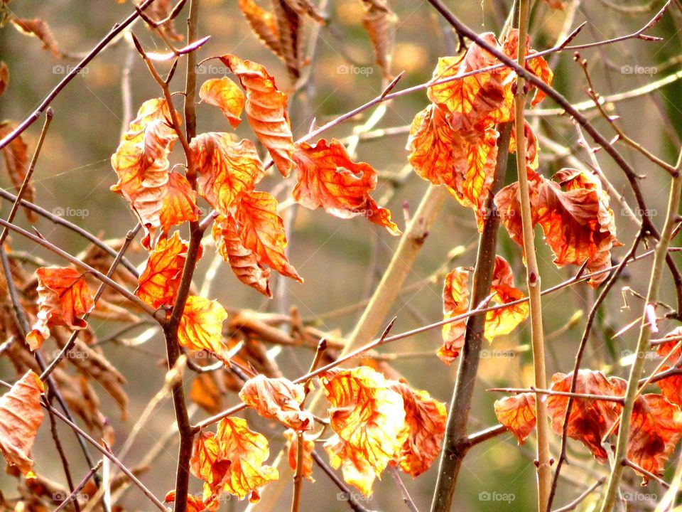 fiery leaves