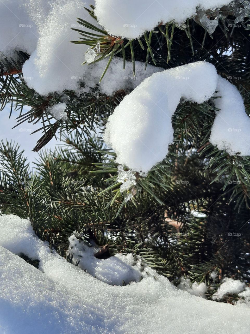 melting snow forming ice on sunlit twigs of a juniper