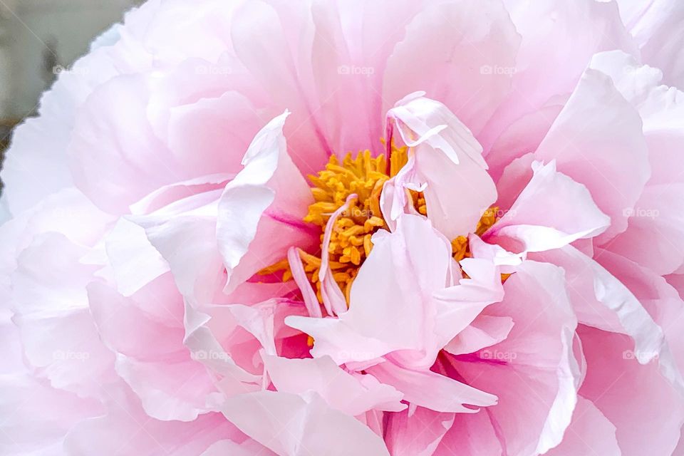 Closeup pink peony flower 