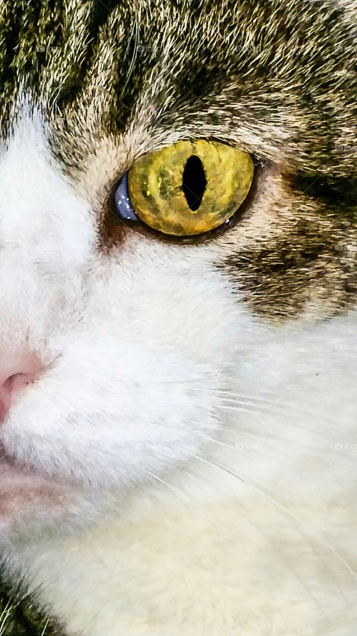 close up cat eye