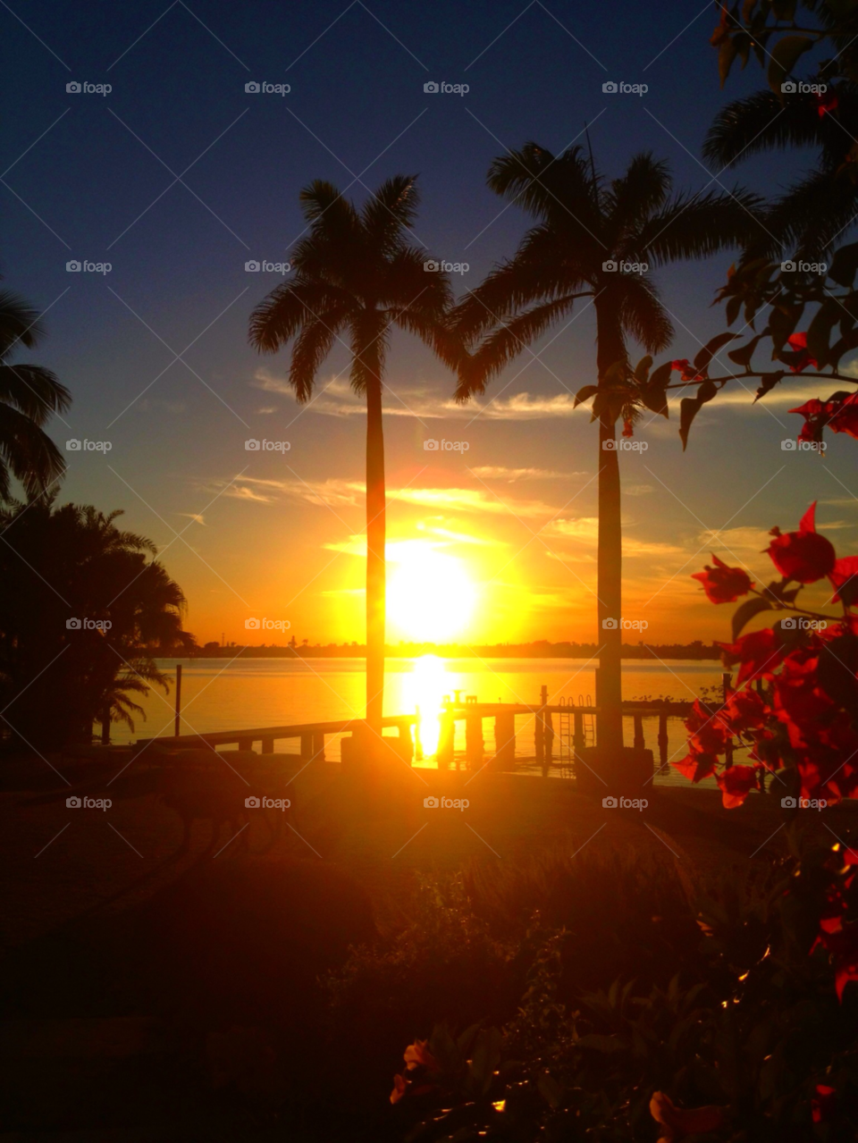 palm beach flower palm sun by alleballe